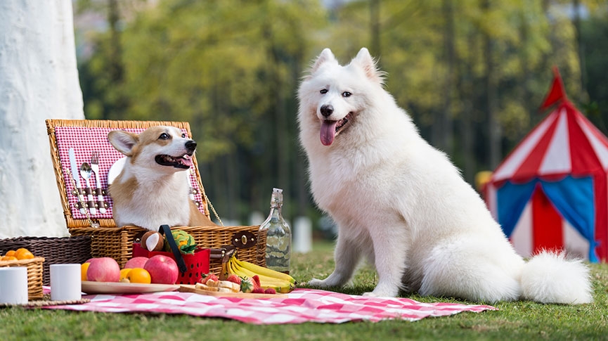 大型犬和小型犬同住可以嗎-空間規劃-安全及健康建議